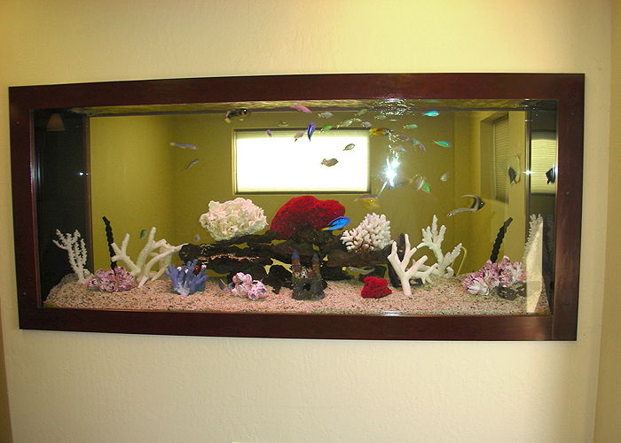 Salt Water Tropical Fish Salt Water Tropical Fish