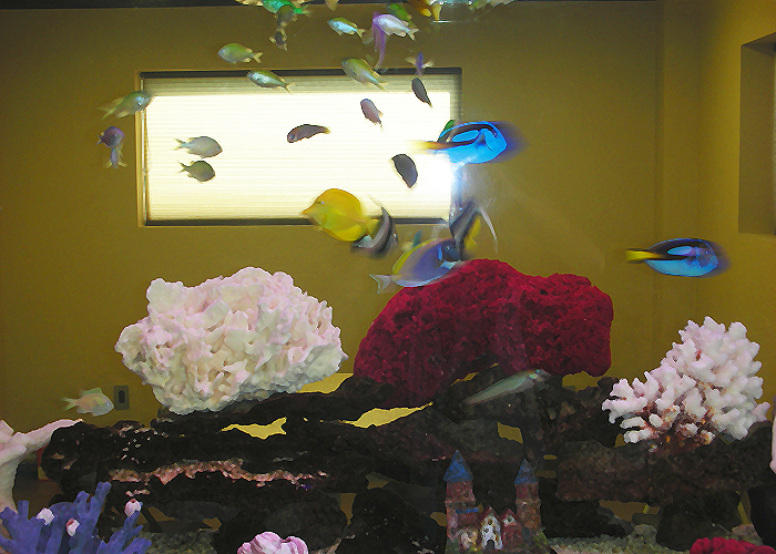 Salt Water Tropical Fish Salt Water Tropical Fish