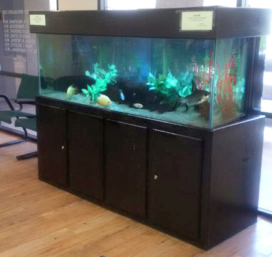 Freshwater Aquarium