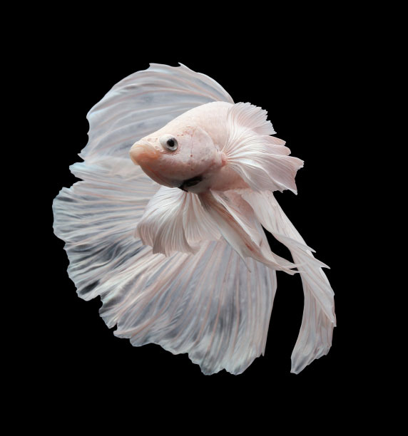 Betta