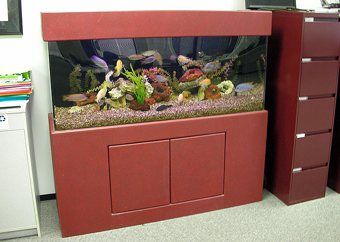 tropical fishes for aquarium. Salt Water Tropical Fish