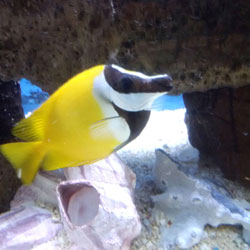 Salt Water Tropical Fish