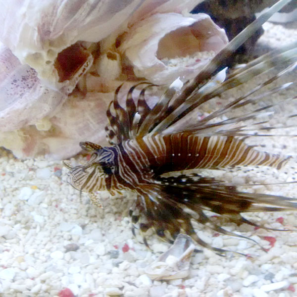 Salt Water Tropical Fish