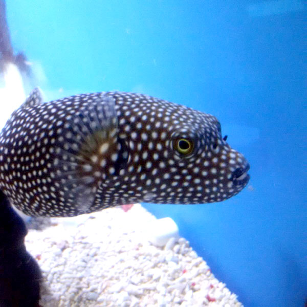 Salt Water Tropical Fish