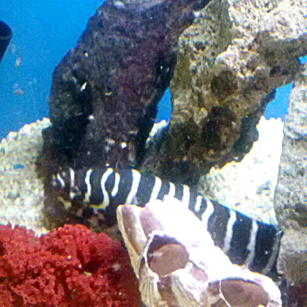 Salt Water Tropical Fish